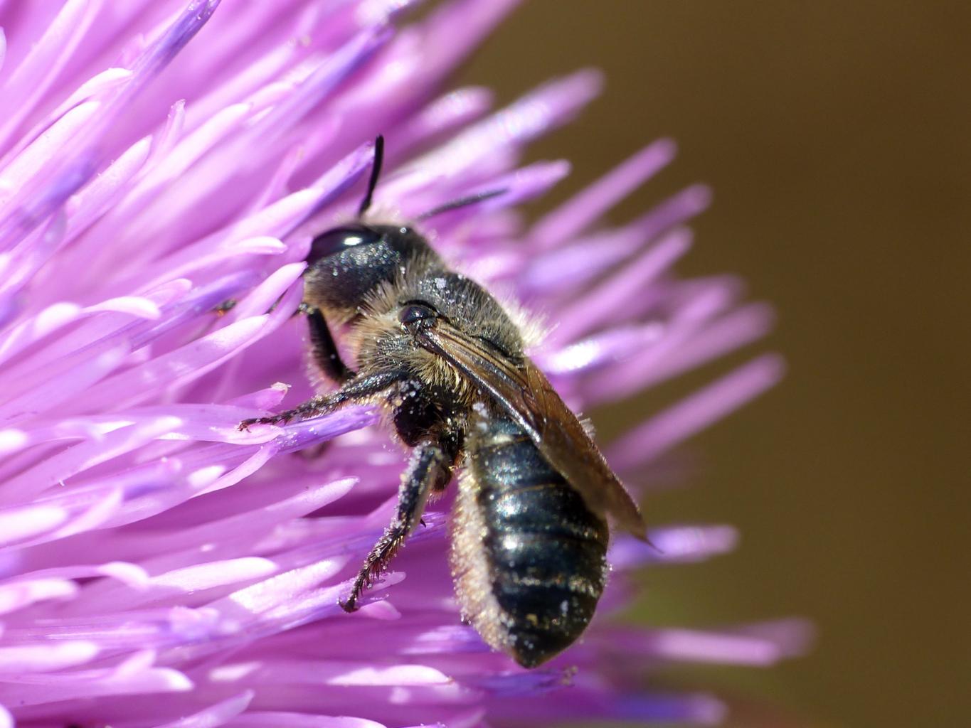 Piccola Osmia nera?